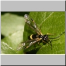 Allantus cingulatus - Blattwespe 01e 9mm.jpg